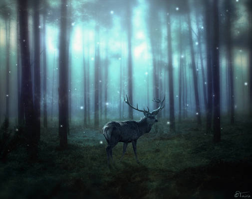 Dark Forest