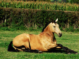 Rocky Lying Down