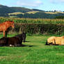 Horses Lying Down in the Sun