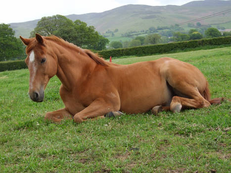 Chestnut Lying Down - 1