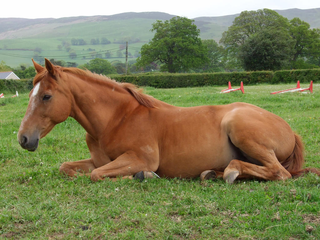 Chestnut Lying Down - 5