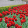 Red Tulips at the Mall