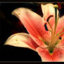 .:.Stargazer Lily.:.