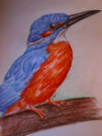 Kingfisher Coloured 2 of 2