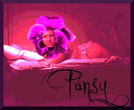 Pansy