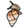 Banded Tree Snail (Orthalicus floridensis)