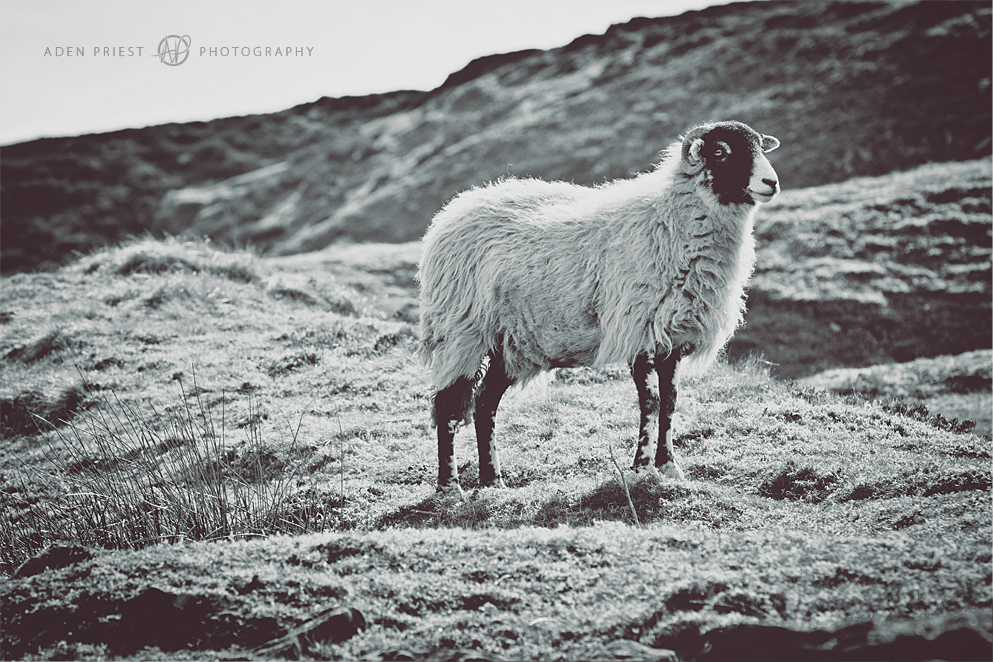 Yorkshire Dales Sheep