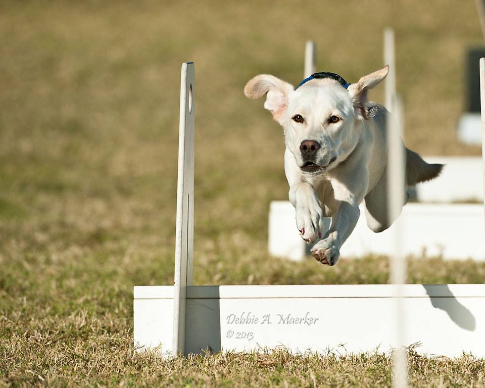 Labrador Retriever Flyball