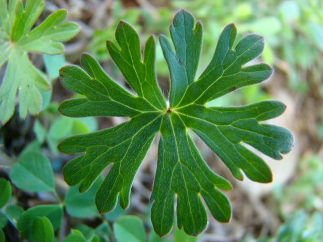 Snowflake Clover