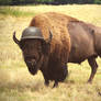 Buffalo Soldier