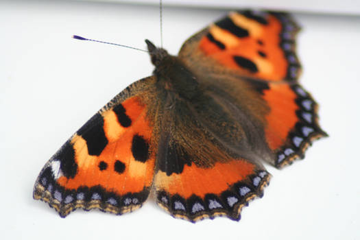 Small Tortoiseshell Butterfly