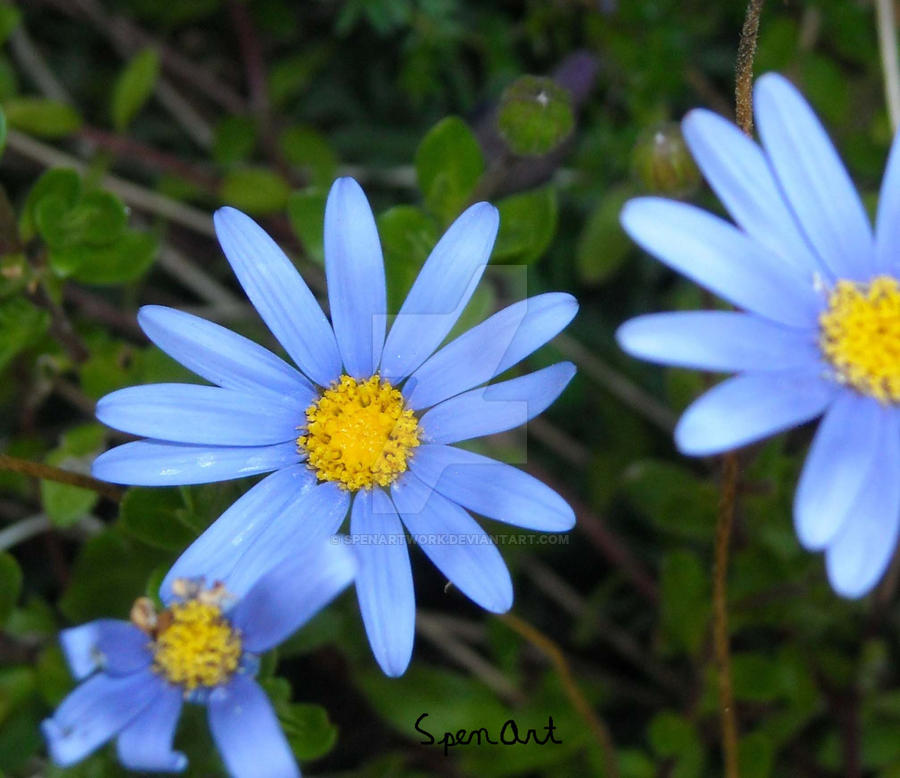 Blue Flowers