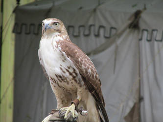 Red Tail Hawk