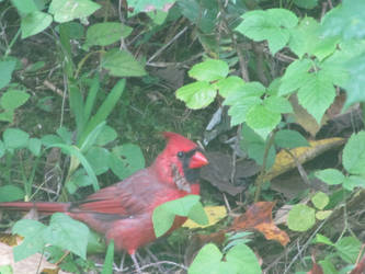 Cardinal