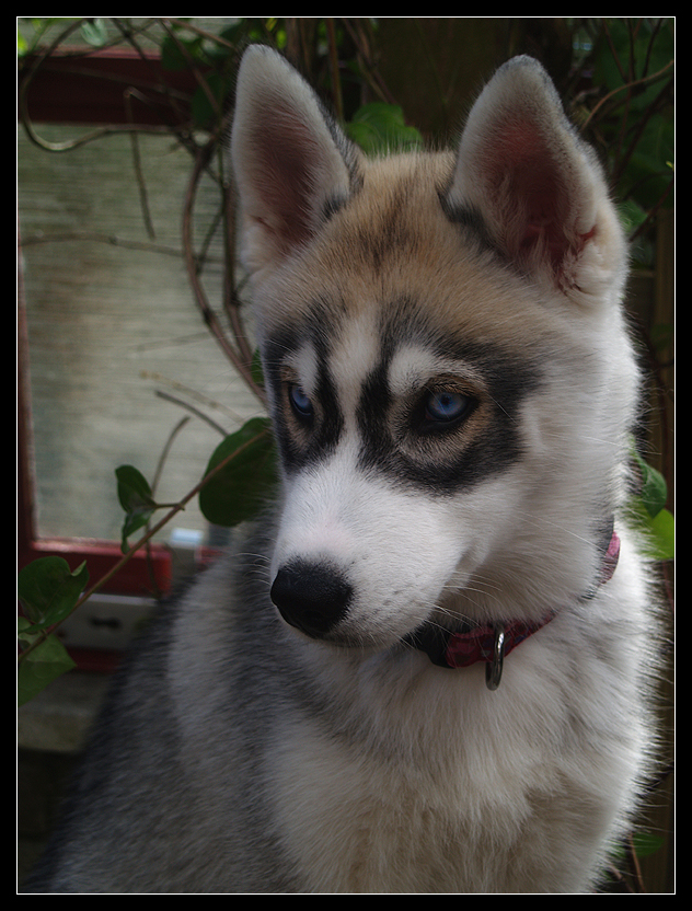 Husky Baby