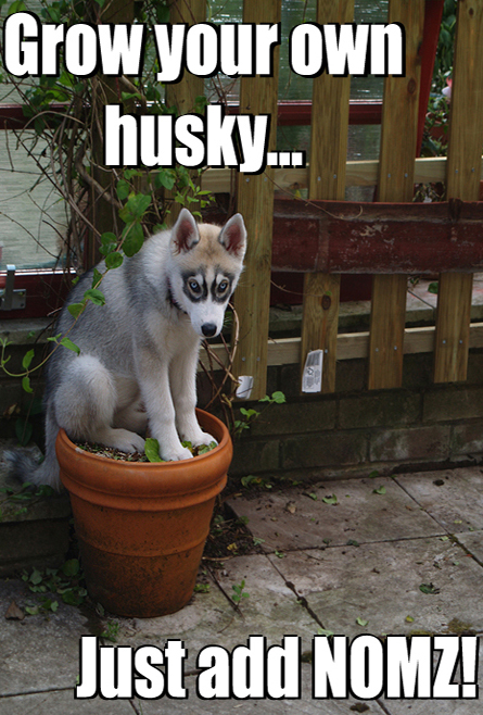 Grow your own husky