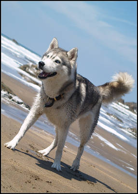 Beach Husky pt. 2