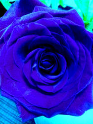 Blue Rose