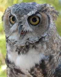 Owl gaze
