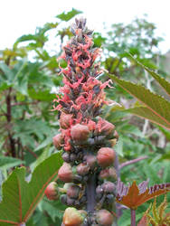 CASTOR BEAN PLANT