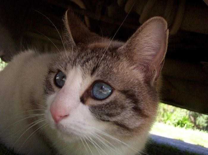 Milo color by aurora19 on DeviantArt