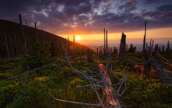 Fallen Trees