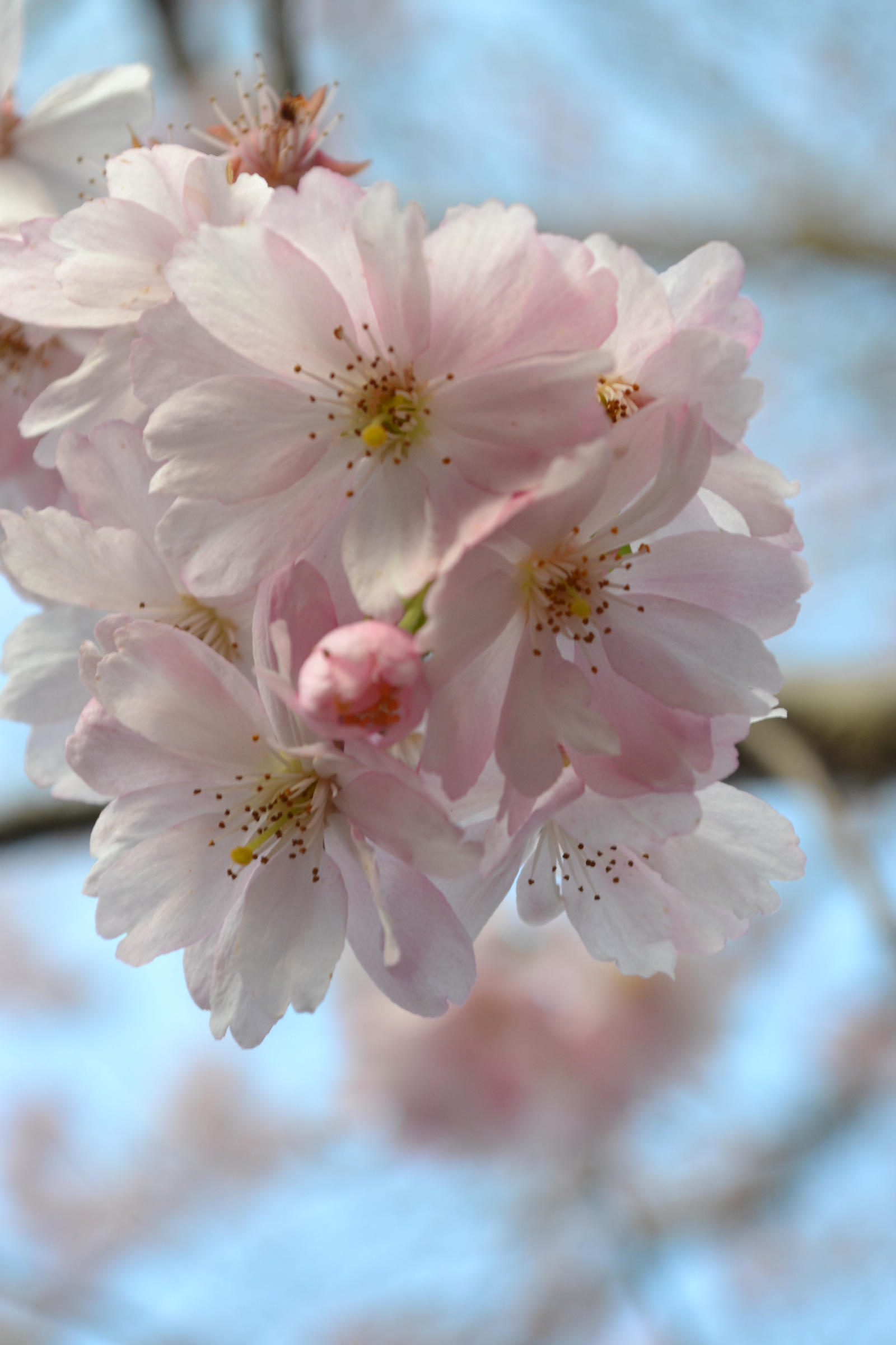 cherry blossom