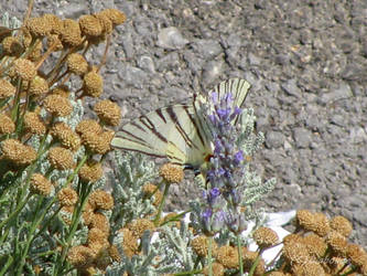 Papilio machaon