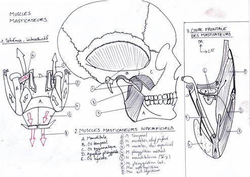 Mastication muscles