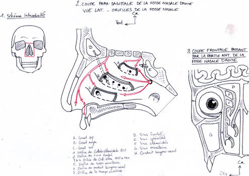 Orifices des fosses nasales