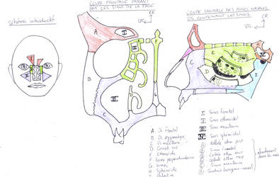 Sinus of the face