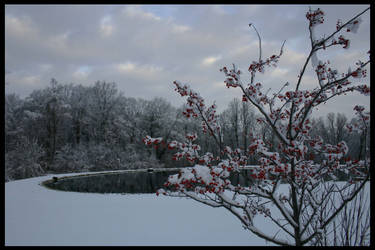 Winter Skies-