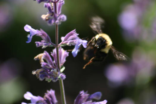 In Flight