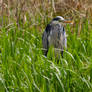 Heron in the reeds