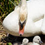Mute swan on nest with cygnets