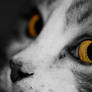 Yellow Eye Cat