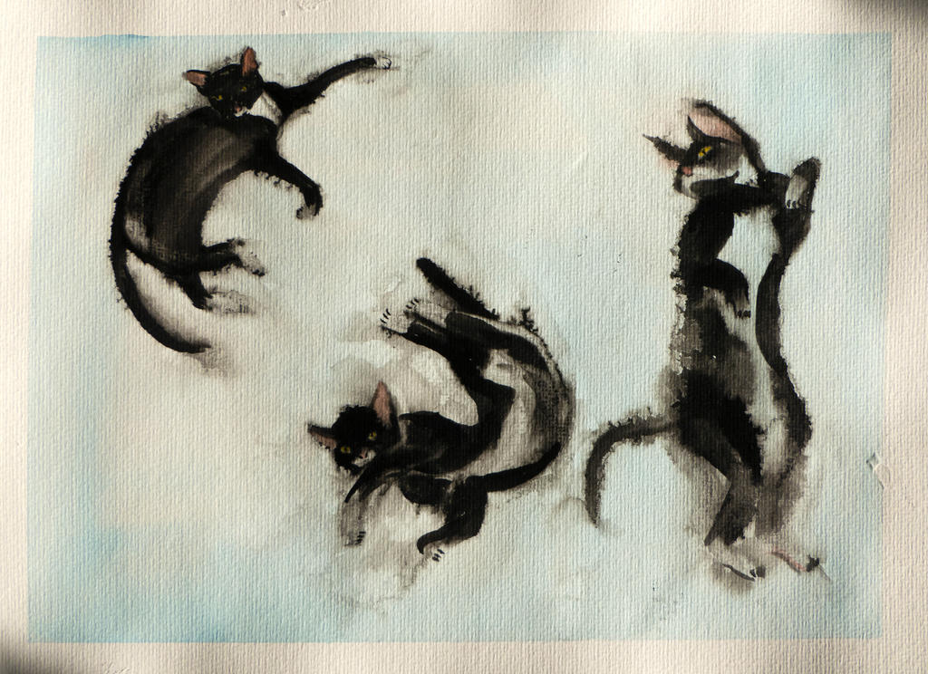 Several Midna (the cat)