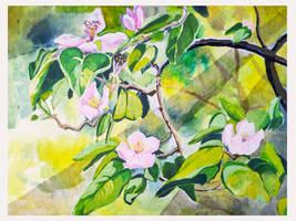 Quince tree