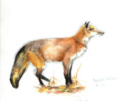 Vulpes Vulpes: Red Fox