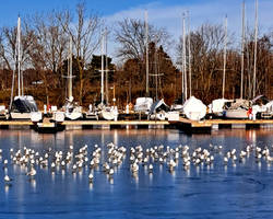 Birds on Ice