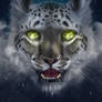 Wild Hearts: Snow Leopard