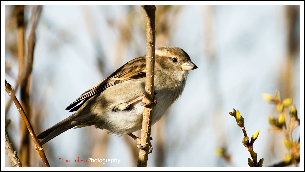 Bird welcoming Spring II