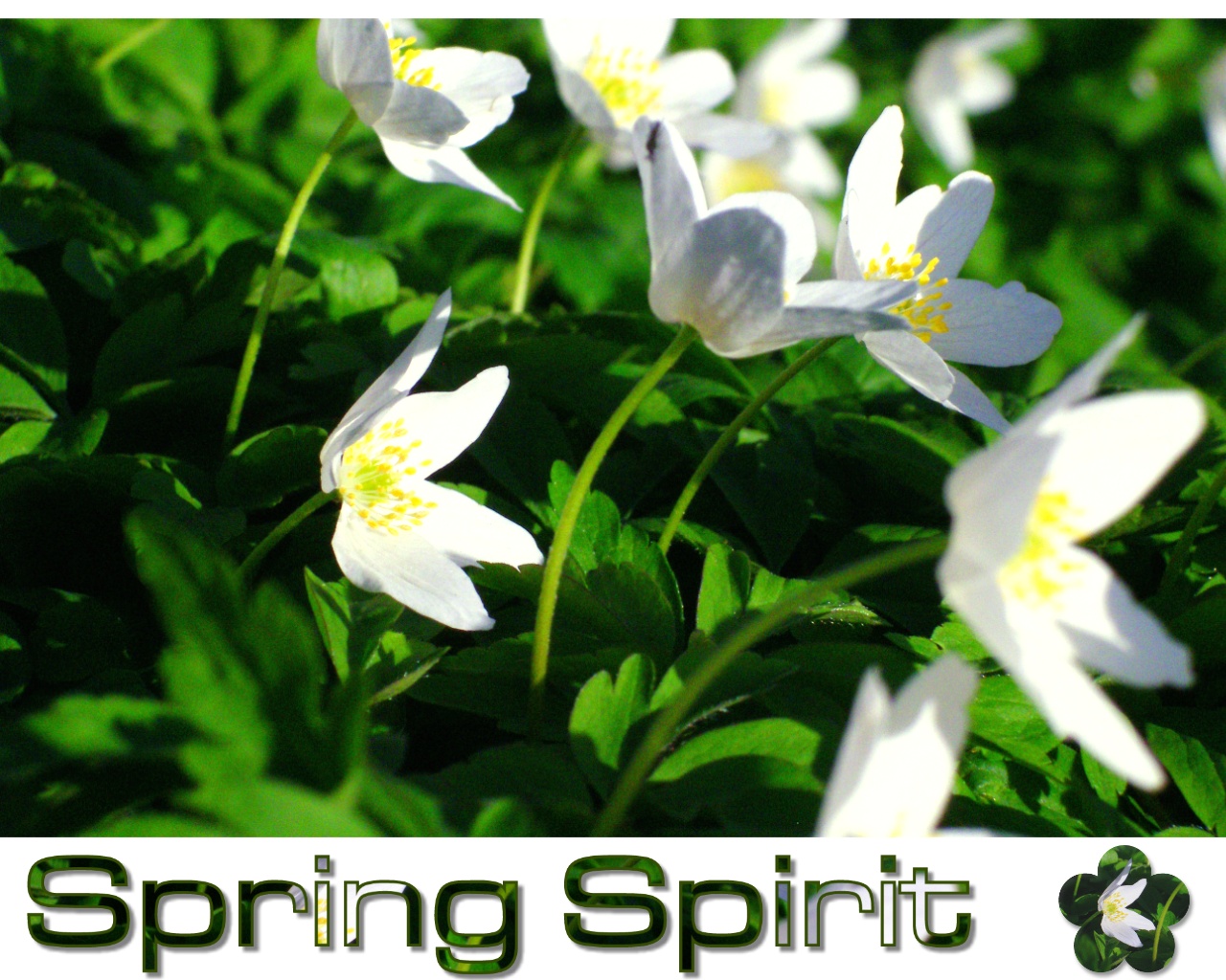 Spring Spirit