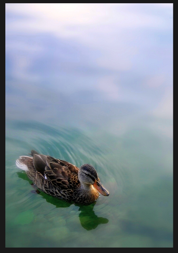 Peaceful Duck