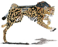 King Cheetah