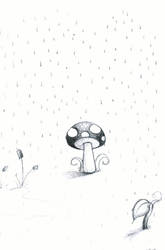 Mushroom in the Rain