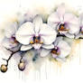 An Orchid
