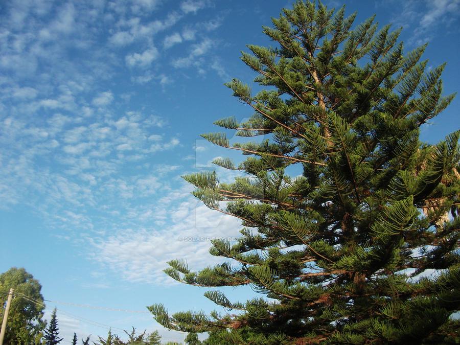 Papa tree - 2010 by Solar-Fields on DeviantArt