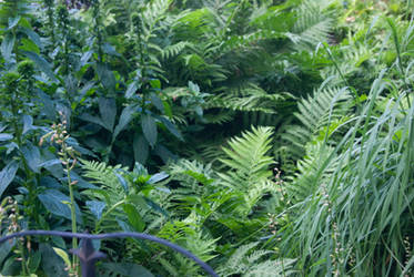 Ferns 2