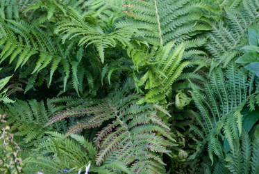 Ferns 3